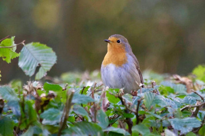 Create A Bird Friendly Garden