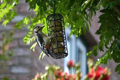 How Do You Feed Birds On A Budget?