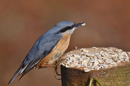 National Bird Feeding Month In The USA – What Can The UK Learn?