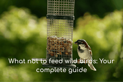What not to feed wild birds: Your complete guide