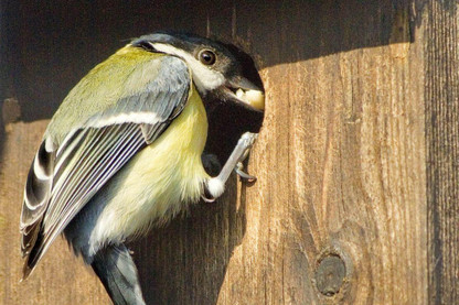 Winter Nest Box Care