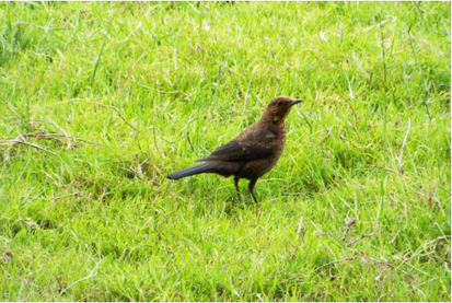World Habitat Day: Exploring Wild Bird Habitats
