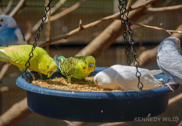 Versele Laga Prestige Budgie English Mixture 50/50