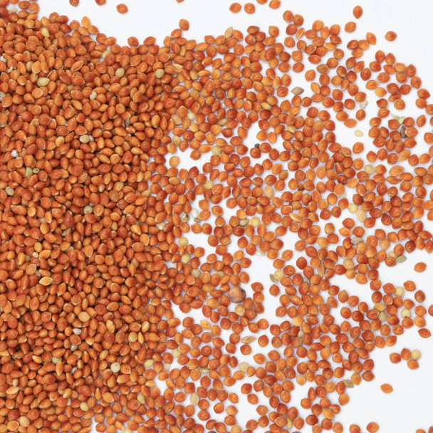 Kennedy Wild Red Millet Bird Seed