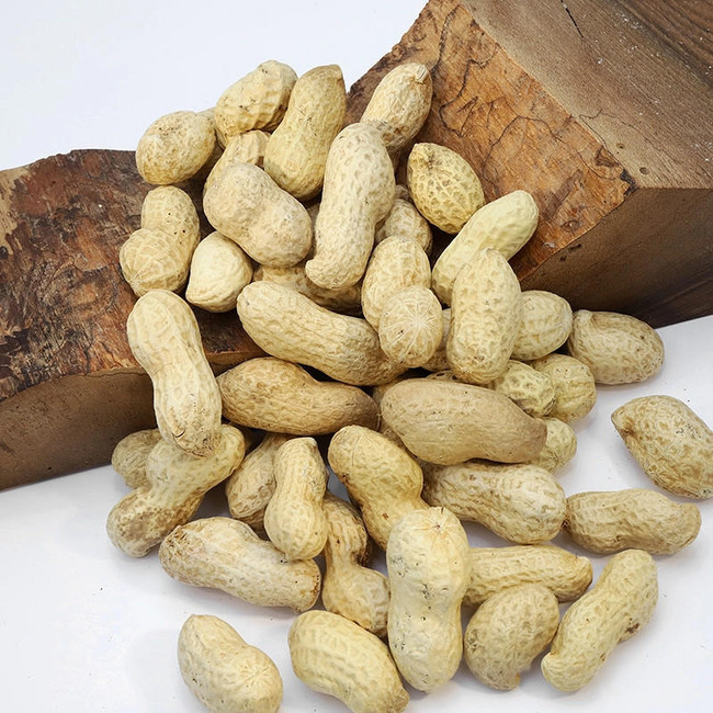 Monkey Shell Peanuts Premium Large Raw Peanuts in Shell (Monkey Nuts) for Wild Birds ...