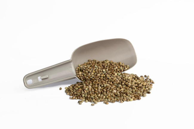 Kennedy Wild Large Huge Hemp Seed