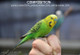 Versele Laga Prestige Budgie English Mixture 50/50