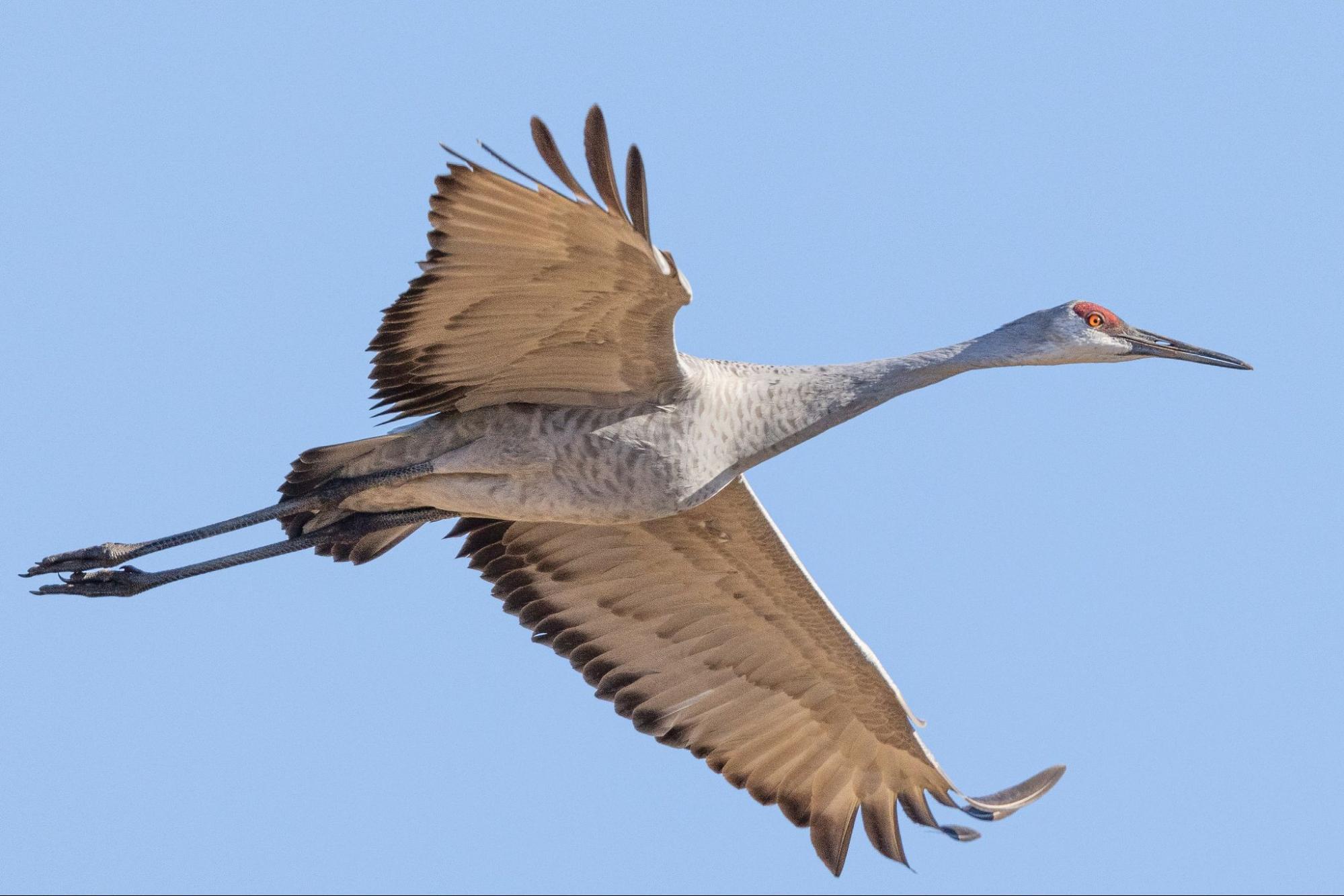 A common crane mid-flight