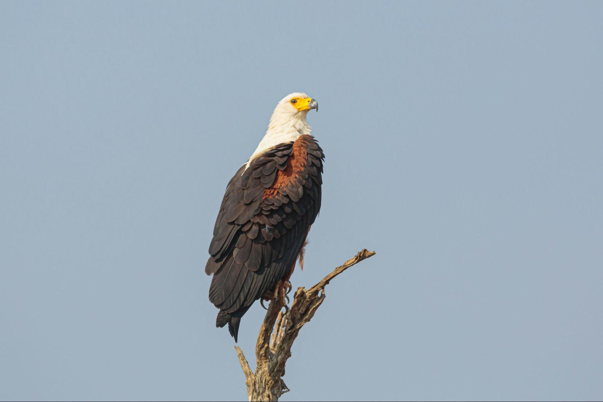 A Sea eagle perched on top of a tree branch