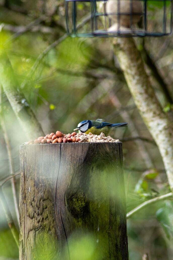 Bird on wooden log eating seeds and nuts