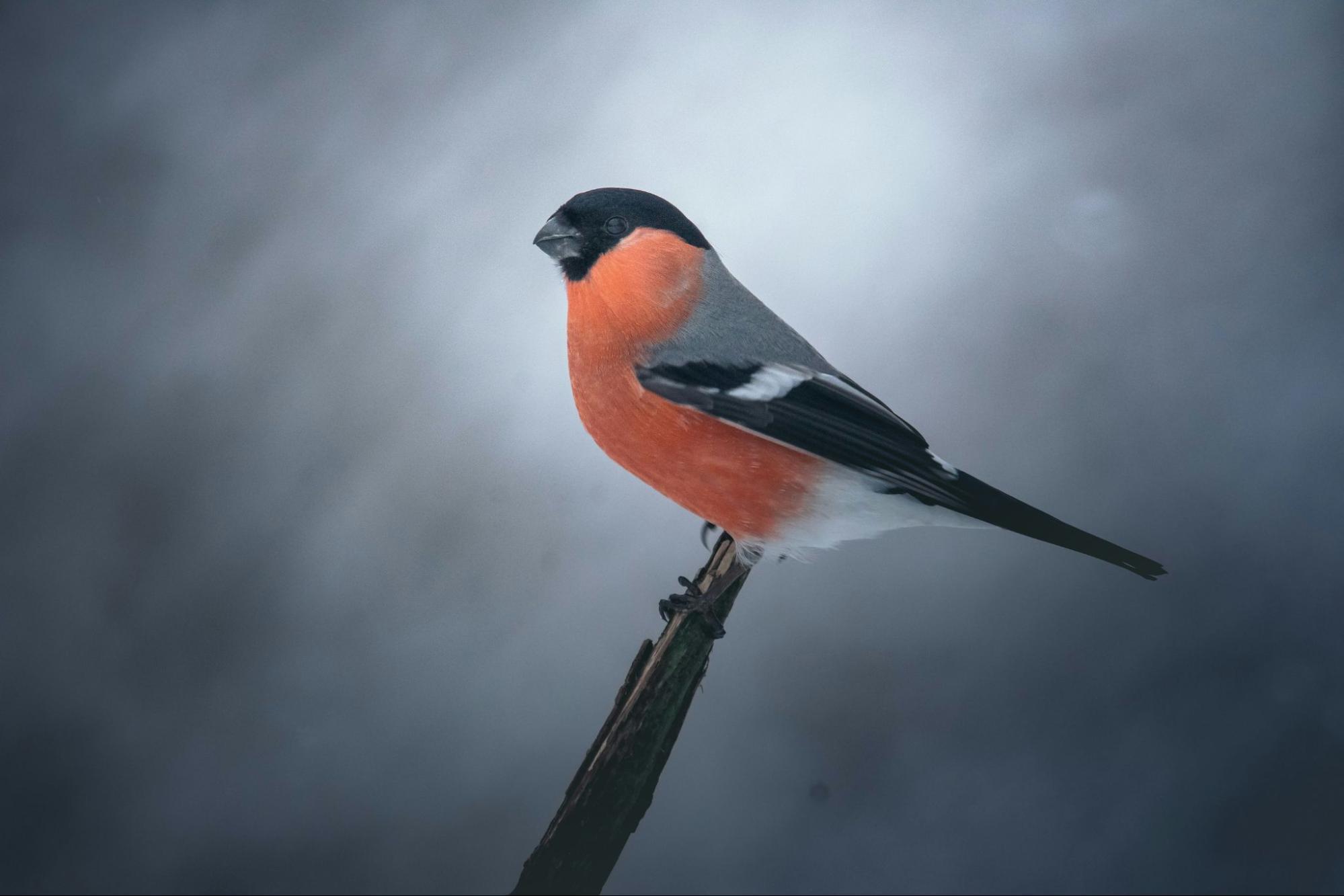 Bullfinch sitting on top of a wooden stick