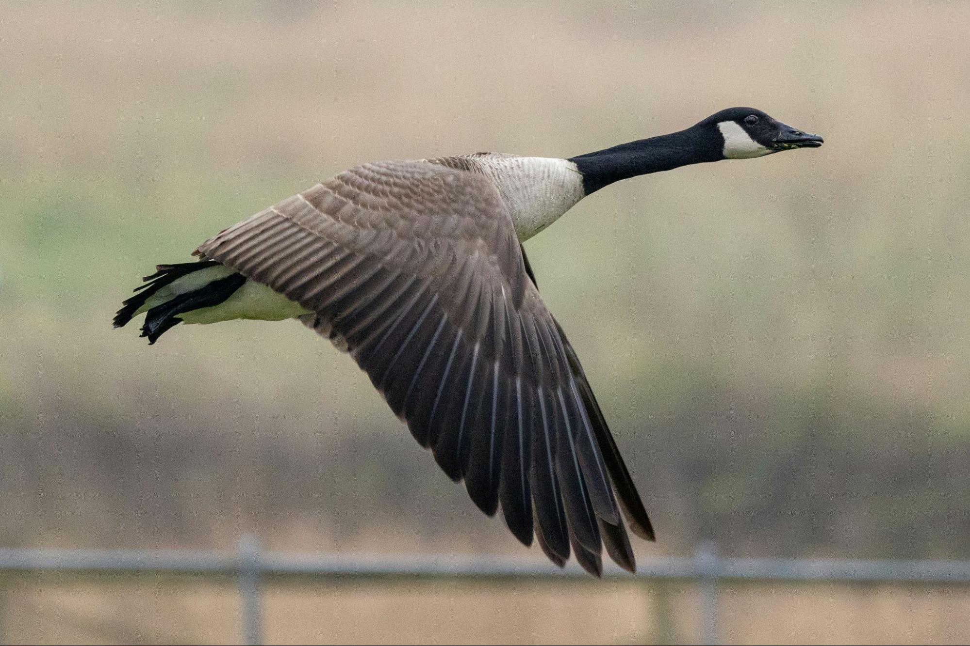 Canada goose mid-flight