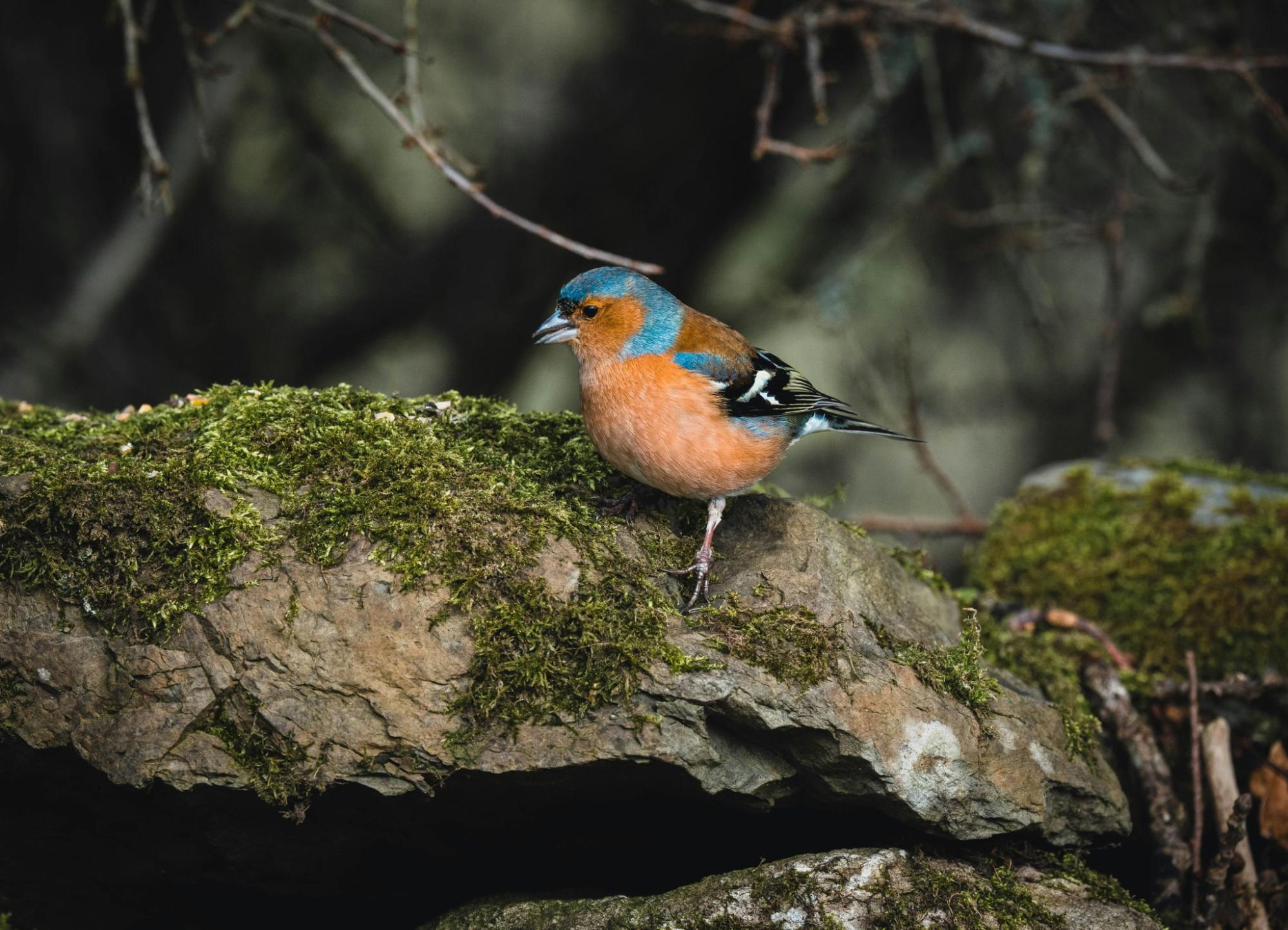 Chaffinch in a forest
