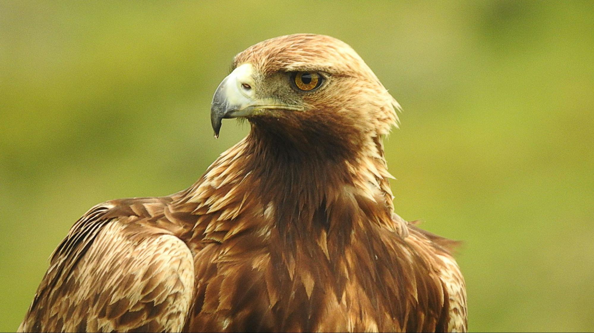 Close-up of a golden eagle