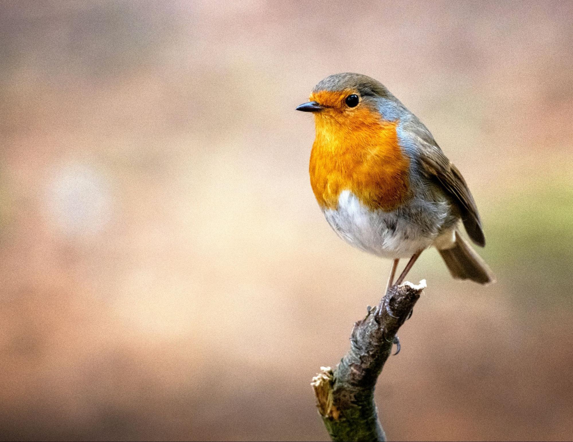 Close-up of robin on a tree branch