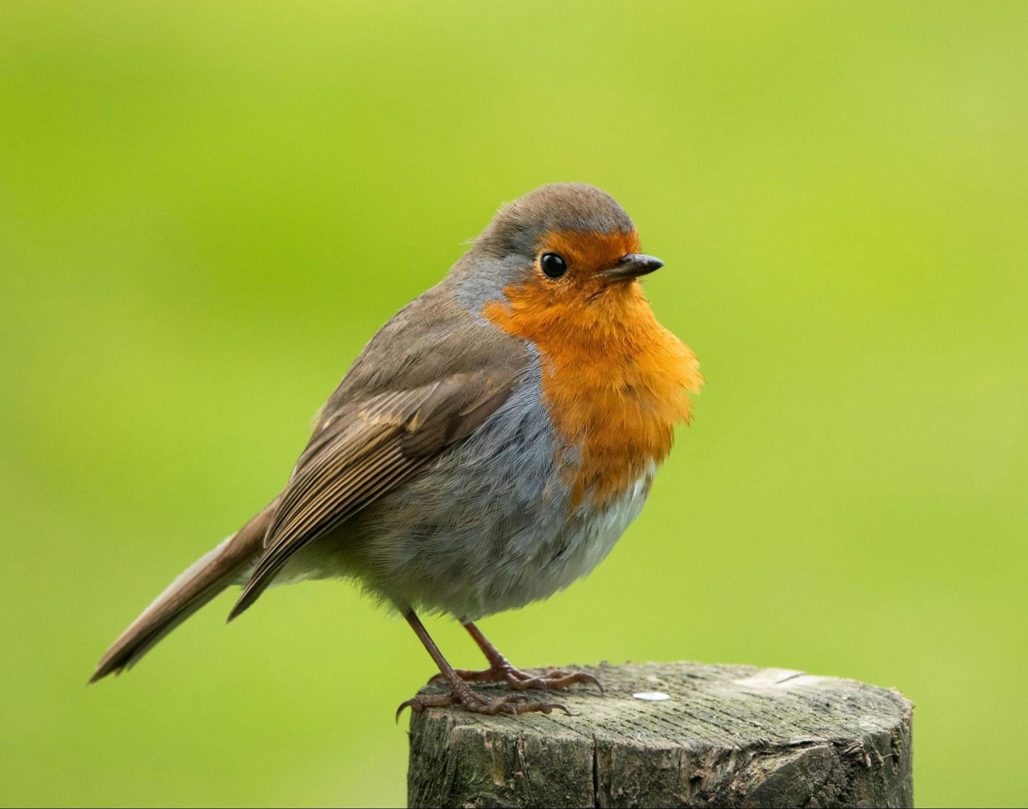 Close-up of robin perched on tree trunk