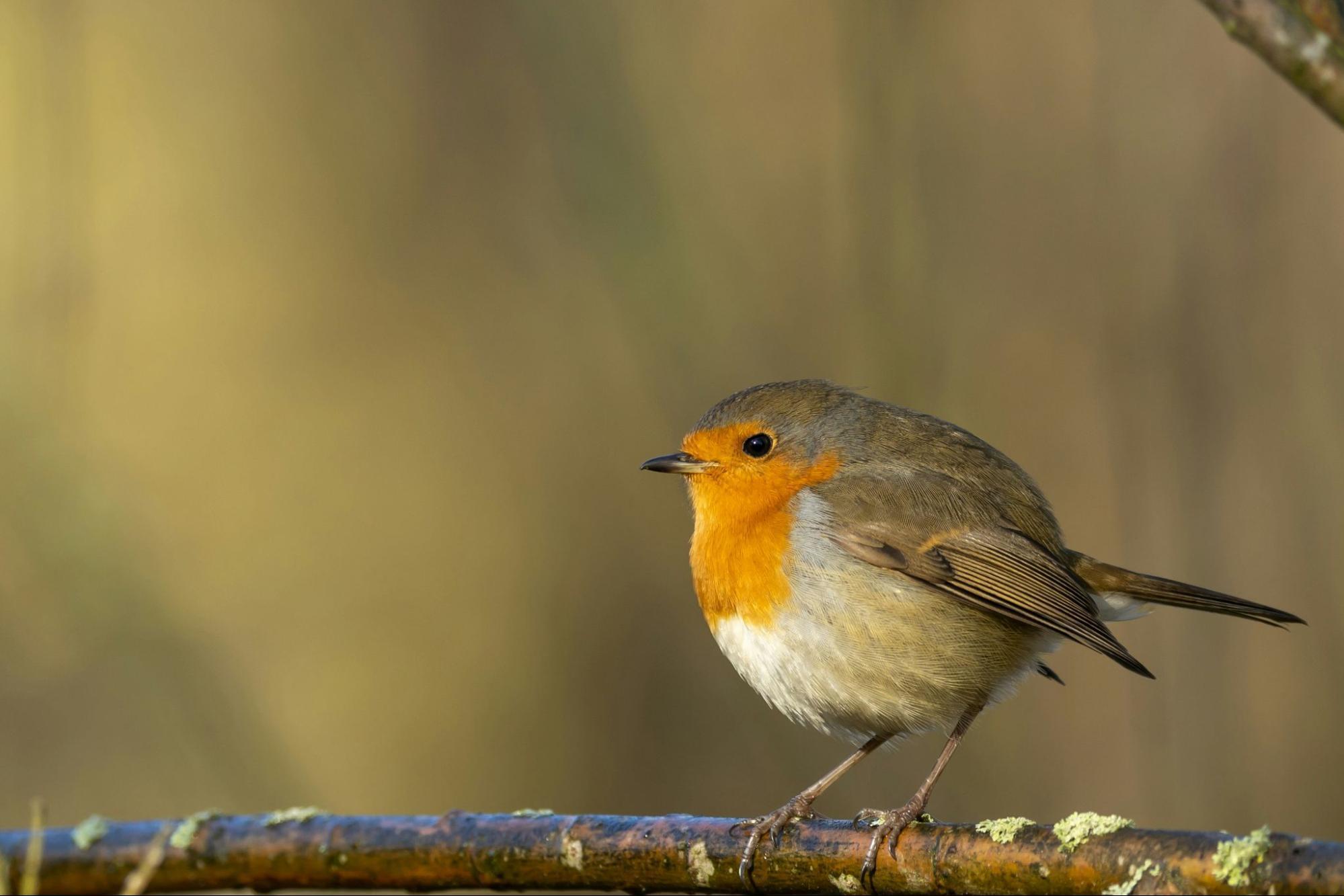 Common robin perched on tree branch
