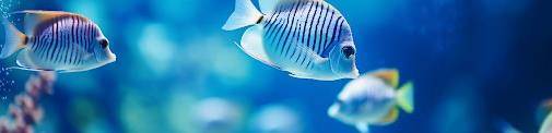 Angling