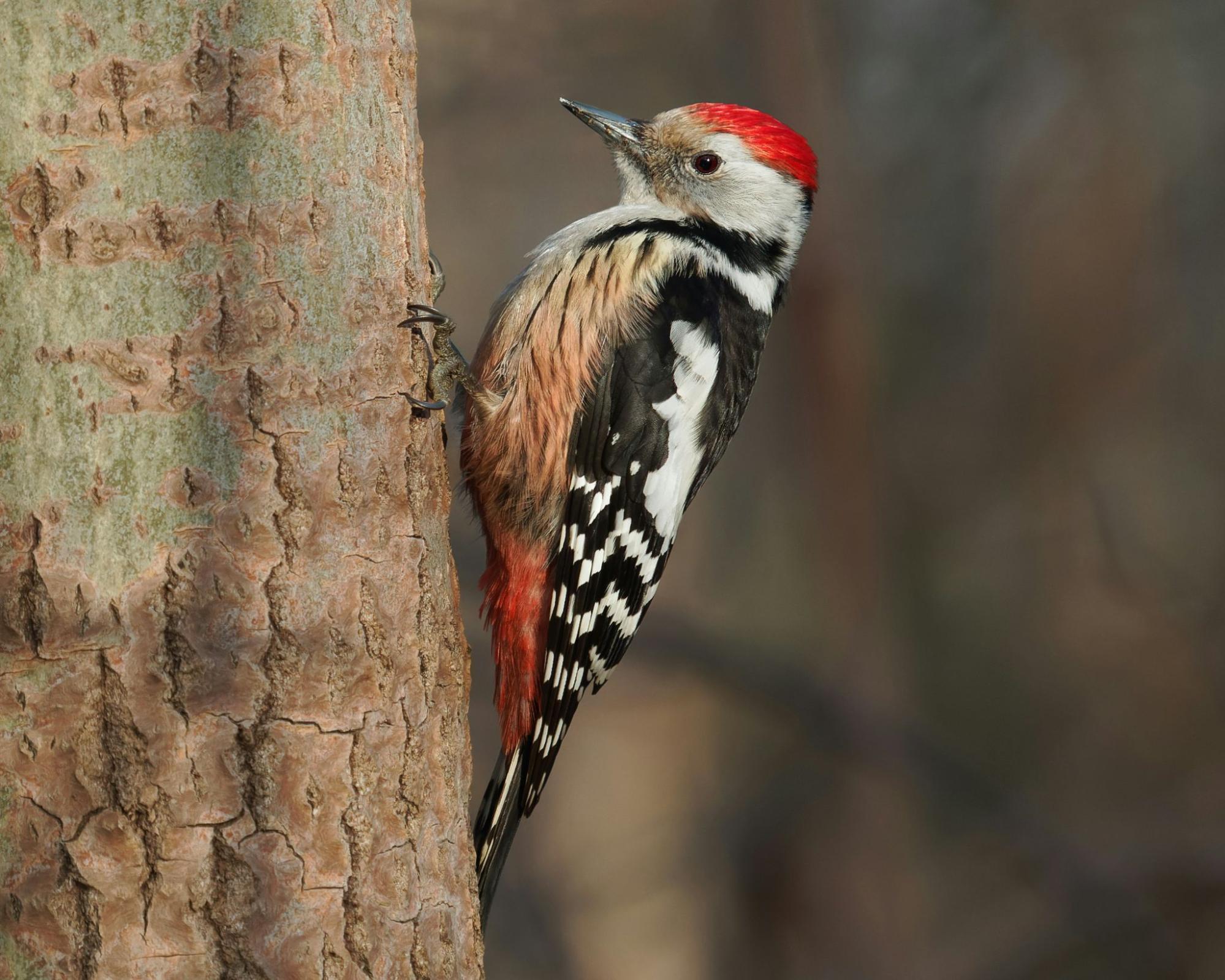 Greater spotted woodpecker on a tree
