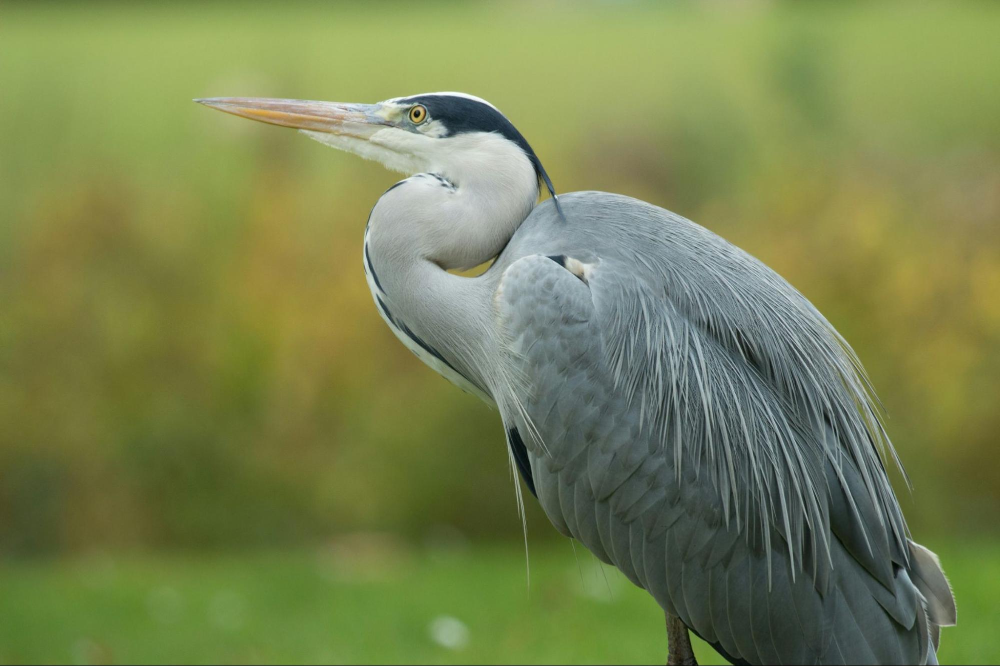 Close-up of a grey heron