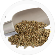 Straight Seeds