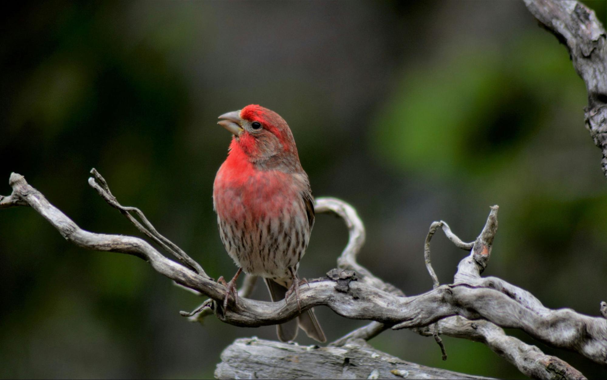 Lesser redpoll sat on a tree branch