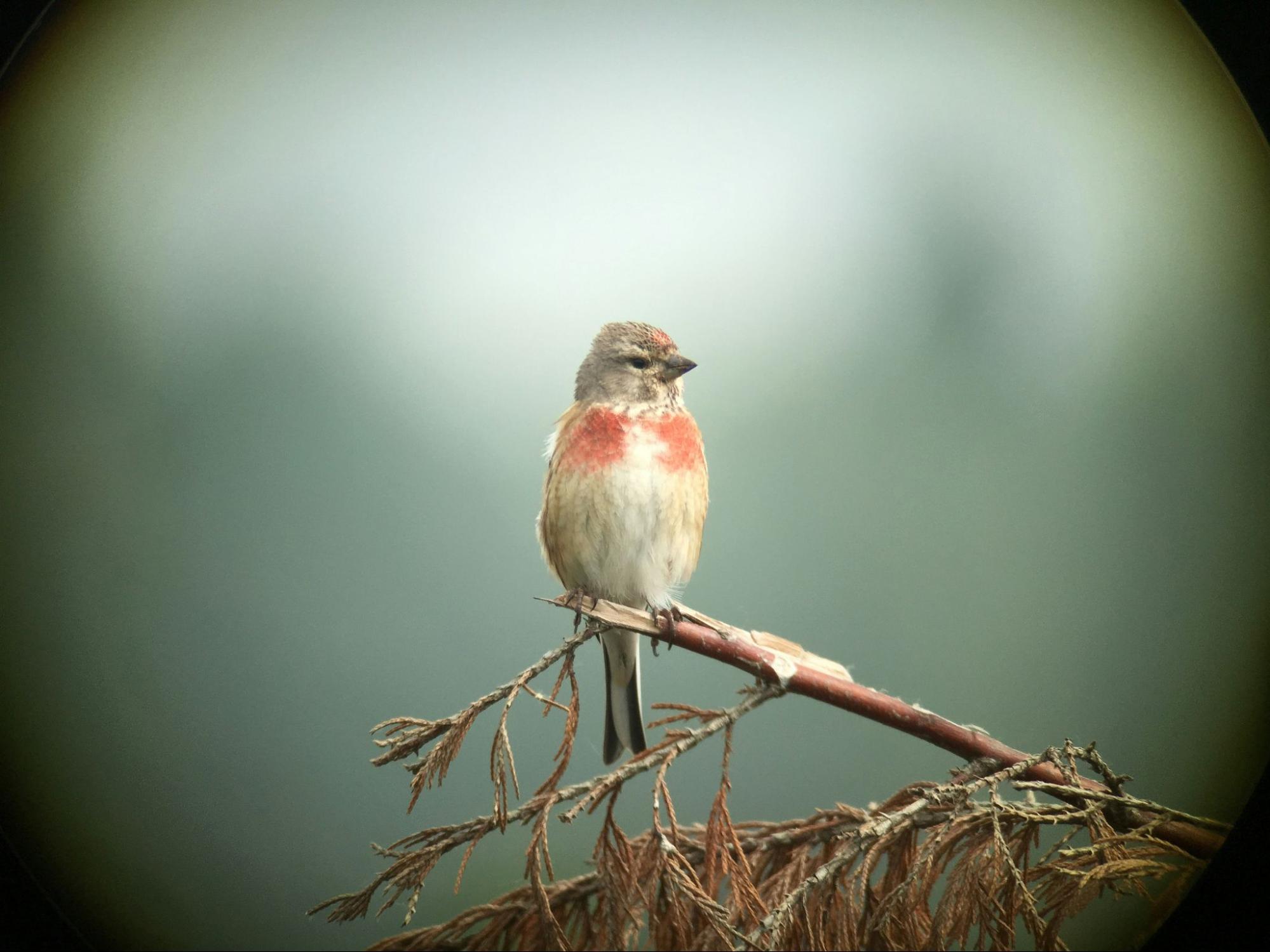 Linnet perched on top of tree branch