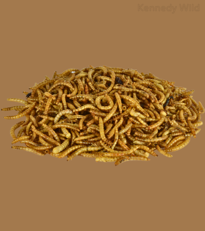 Mealworms Feed