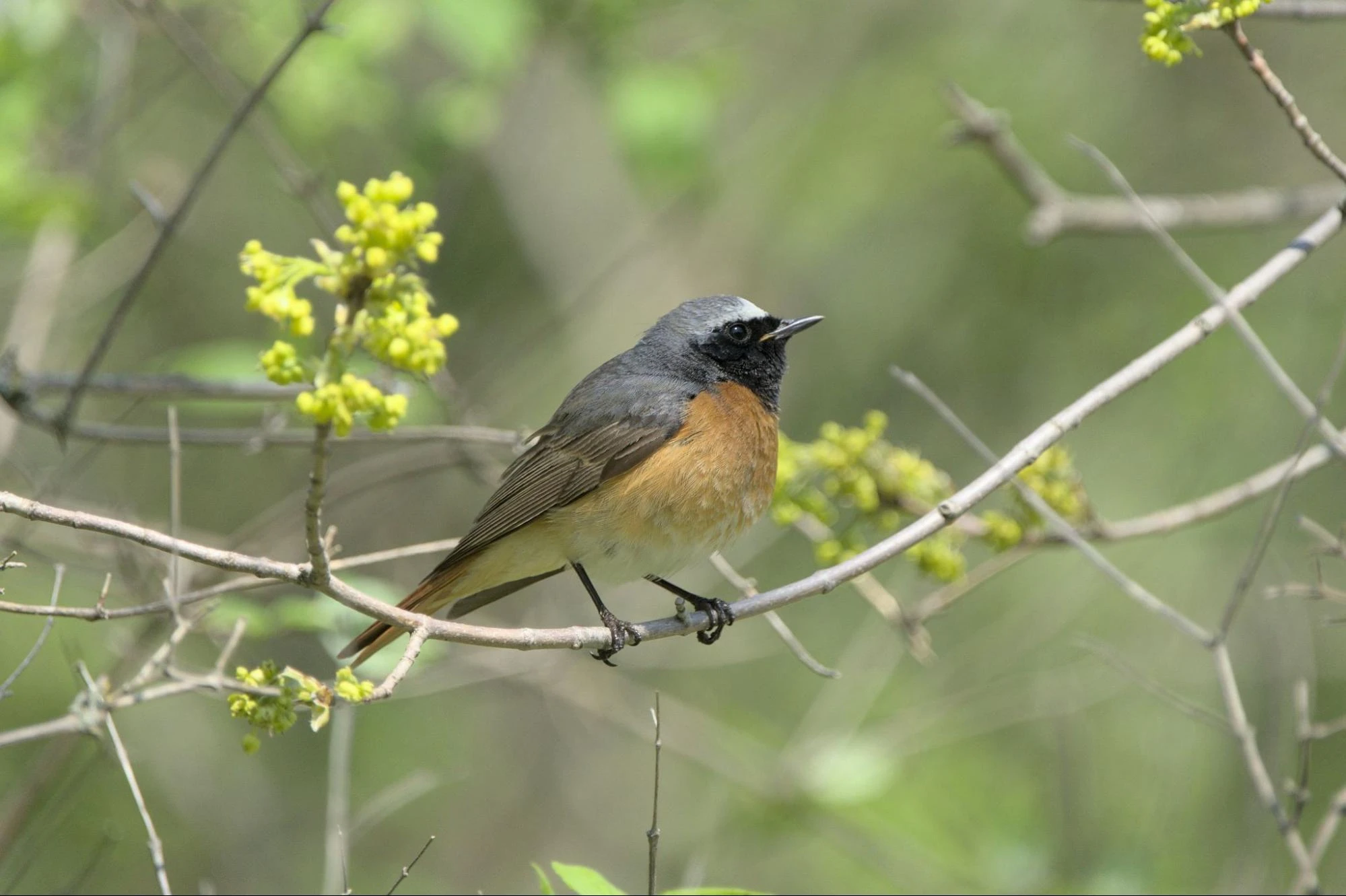 Common redstart perched on a tree branch
