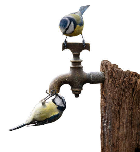 Birds on feeder