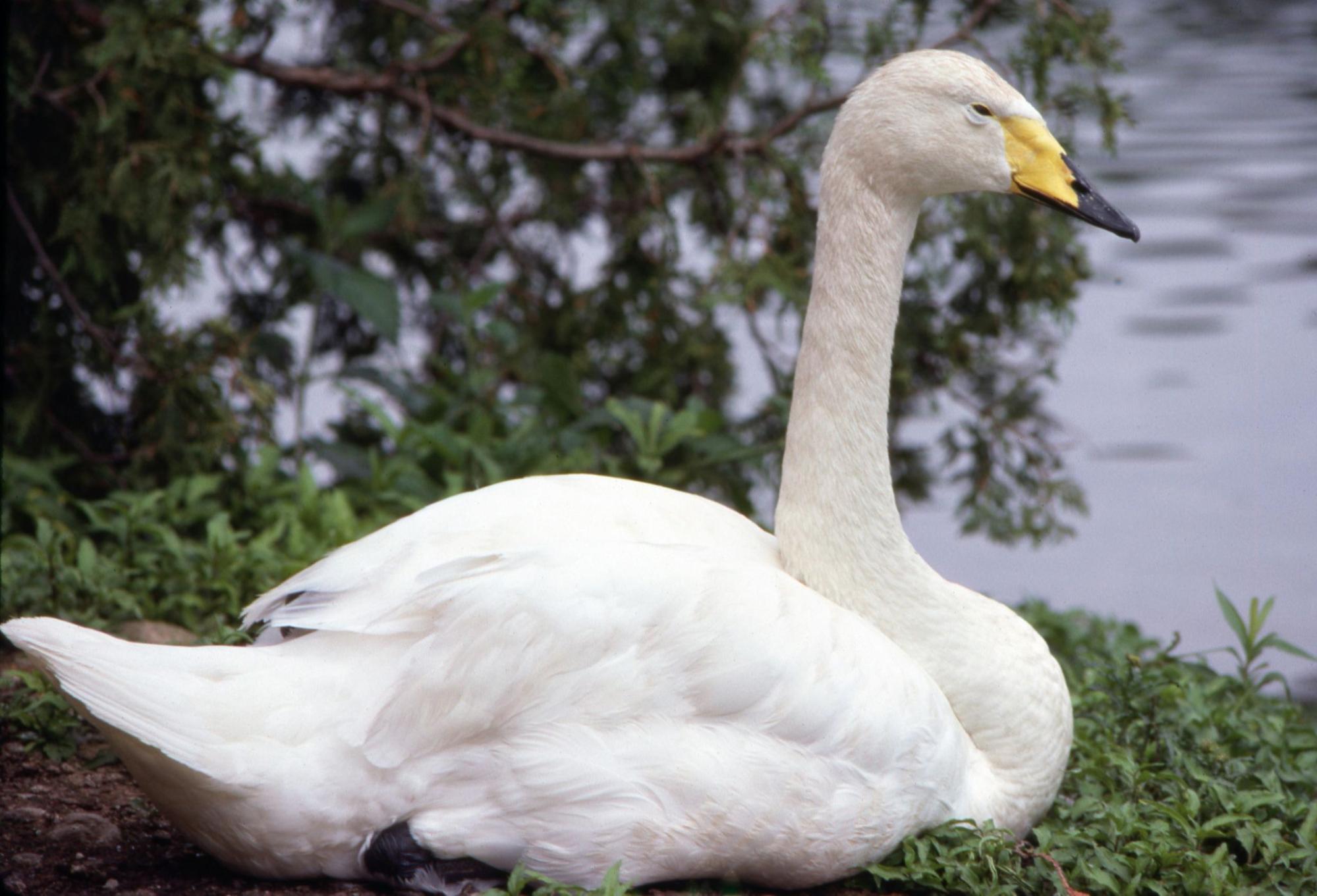 Whooper swan sitting on the ground next to a body of water