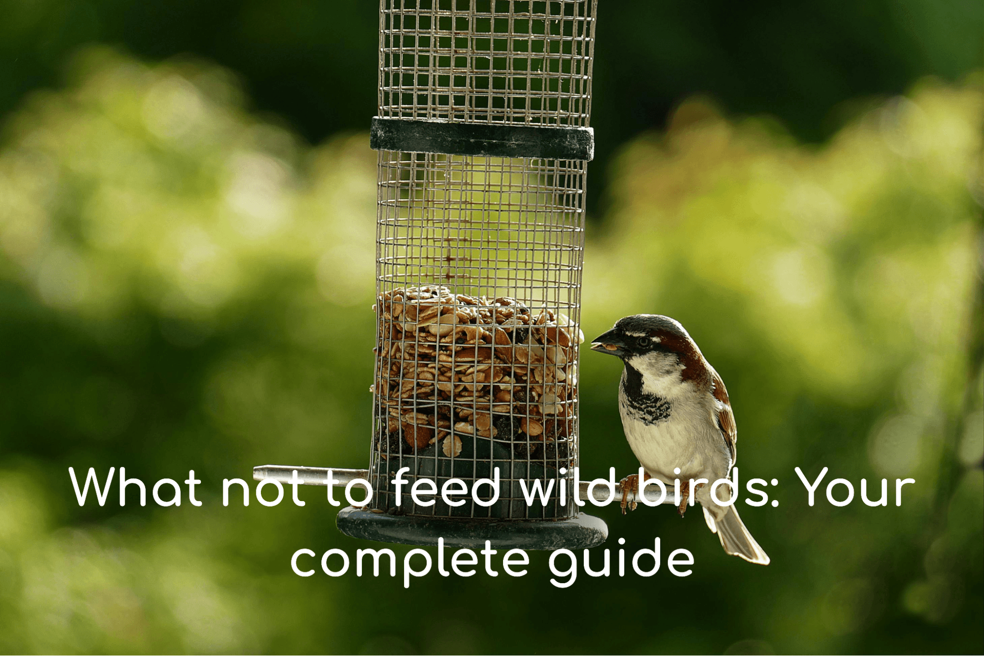 What not to feed wild birds: Your complete guide - Kennedy Wild Bird ...