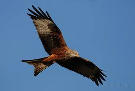 Red kite, bird of prey, carrion, nature