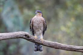 sparrowhawk, bird of prey, perched on branch, nature