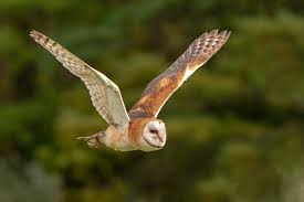 Barn owl, bird of prey, in flight, nature