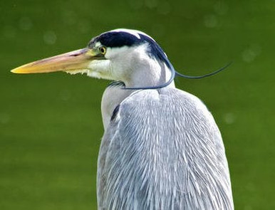 Grey heron, bird, nature