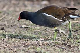 Moorhen, wading bird, nature