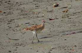 curlew, wading bird, on beach, nature