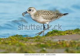 grey plover, wading bird, by seashore, nature