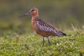 bartailed godwit, wading bird, nature