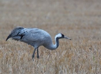 common crane, large bird, nature