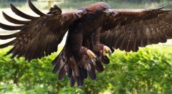 golden eagle, large bird, raptor, nature