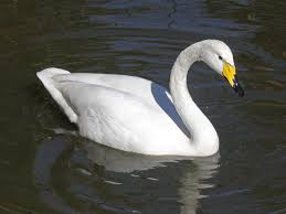 whooper swan, large bird, nature