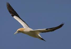 gannet, sea bird, large bird, nature