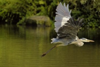 grey herron, large bird, nature