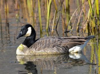 canada goose, large bird, nature