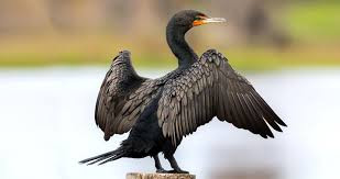 cormorant, large bird, sea bird, nature