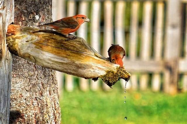 Crossbill