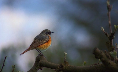 common-redstart