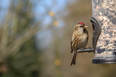 Lesser redpoll feeding on bird seeds